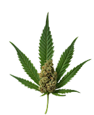 MMJ Leaf